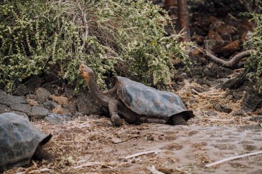 Galapagos adaları, Ekvador 'da bitki örtüsüyle beslenen dev bir kaplumbağa.