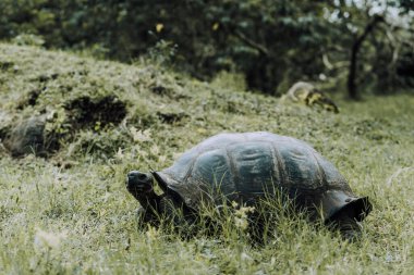Galapagos Adaları, Ekvador 'daki Dev Galapagos Kaplumbağası