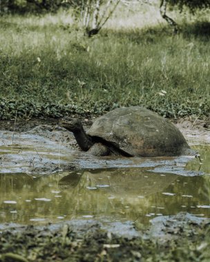 Galapagos Adaları, Ekvador 'daki Dev Galapagos Kaplumbağası