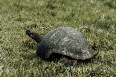 Galapagos Adaları, Ekvador 'daki Dev Galapagos Kaplumbağası