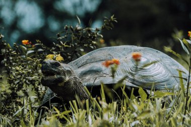 Galapagos Adaları, Ekvador 'daki Dev Galapagos Kaplumbağası