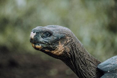 Galapagos Adaları, Ekvador 'daki Dev Galapagos Kaplumbağası