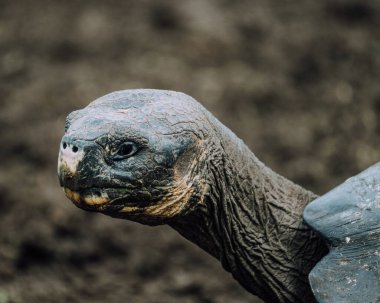 Galapagos Adaları, Ekvador 'daki Dev Galapagos Kaplumbağası