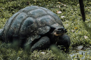 Galapagos Adaları, Ekvador 'daki Dev Galapagos Kaplumbağası