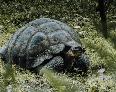 Galapagos Adaları, Ekvador 'daki Dev Galapagos Kaplumbağası