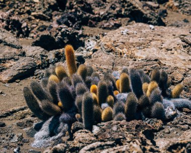 Bartolome 'daki Lav Kaktüsü, Galapagos Adaları, Endemik bitki