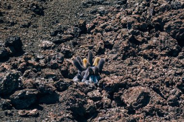 Bartolome 'daki Lav Kaktüsü, Galapagos Adaları, Endemik bitki
