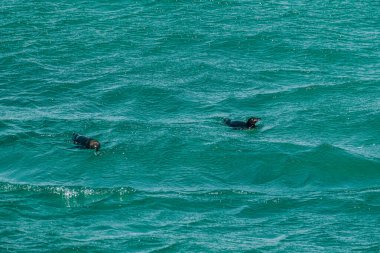 Galapagos Pengueni Galapagos Adaları, Ekvador 'daki Bartolome Adası' nda