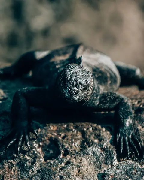 Galapagos Adaları, Ekvador 'daki Deniz İguanası