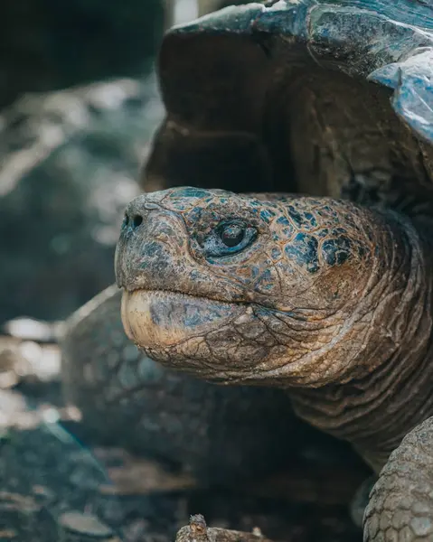 stock image Galapagos giant tortoise in its natural habitat on San Cristobal Island, Galapagos, Ecuador