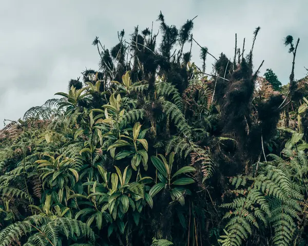 stock image Lush tropical vegetation on San Cristobal Island in the Galapagos, Ecuador.