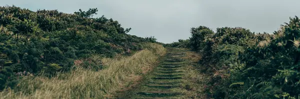 stock image Lush tropical vegetation on San Cristobal Island in the Galapagos, Ecuador.