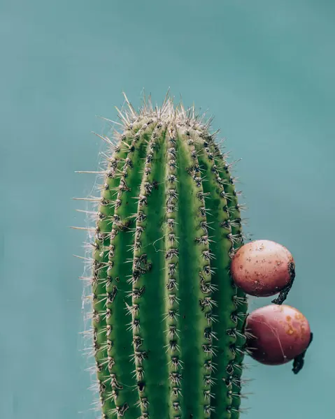 stock image A tall cactus with fruit against a clear blue sky on San Cristobal Island, Galapagos, Ecuador.