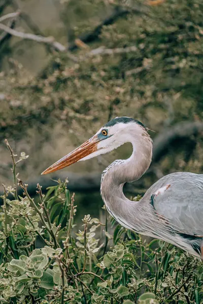 stock image Close-up of a heron in its natural environment on San Cristobal, Galapagos, Ecuador