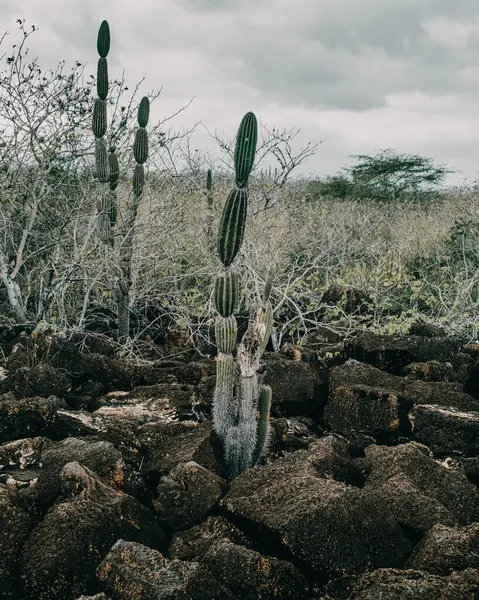 stock image Cactus plant growing in the natural habitat of San Cristobal, Galapagos, Ecuador