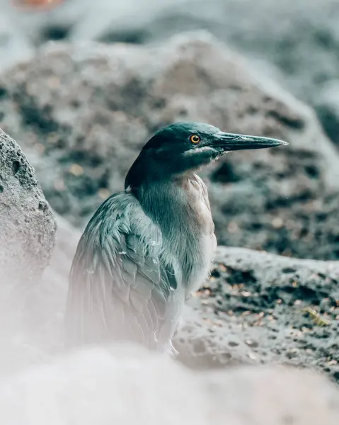 stock image Lava Heron perched on volcanic rocks in San Cristobal, Galapagos, Ecuador.