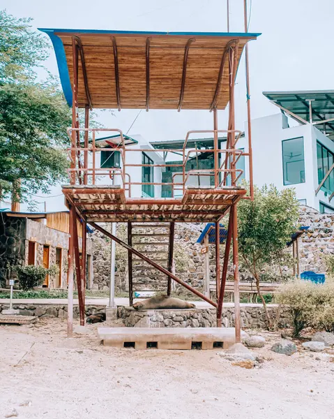 stock image Sea lion resting under a lifeguard tower on San Cristobal Island, Galapagos, Ecuador