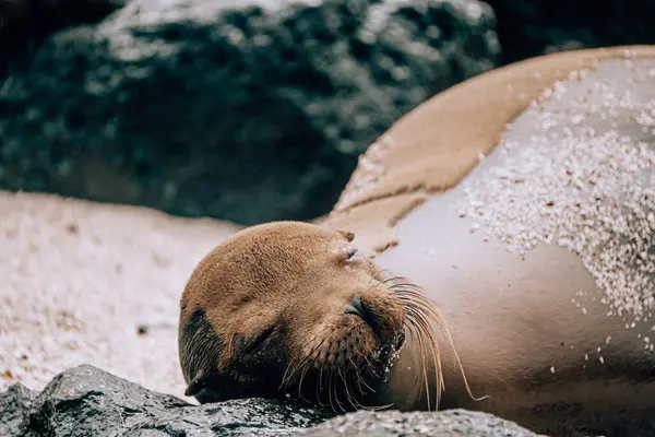 stock image Portrait of a sea lion in its natural habitat on San Cristobal, Galapagos, Ecuador