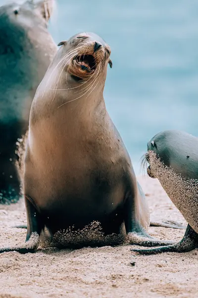 stock image Two sea lions basking in the sun on the sandy shores of San Cristobal Island, Galapagos, Ecuador