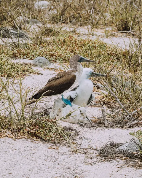 stock image Blue-footed Booby with chick on rocky terrain at North Seymour, Galapagos, Ecuador.