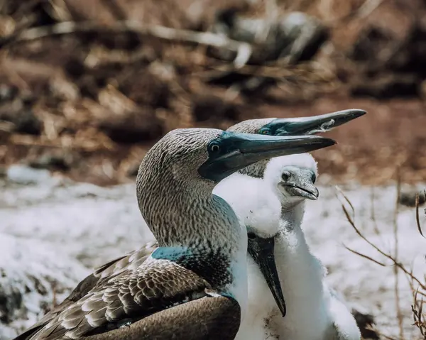 Ekvador, Galapagos 'taki Kuzey Seymour Adası' nın kayalık arazisinde tüylü yavrularıyla bir çift mavi ayaklı meme..