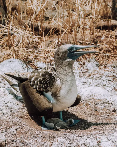 stock image Blue-footed Booby with chicks in their nest on North Seymour, Galapagos, Ecuador.