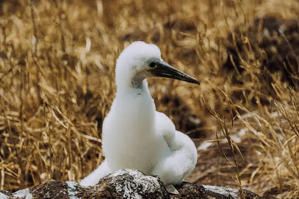 stock image Close-up of a juvenile Blue-footed Booby chick at North Seymour, Galapagos, Ecuador.