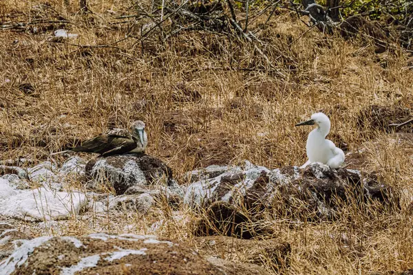 stock image Blue-footed Booby with chick on rocky terrain at North Seymour, Galapagos, Ecuador.