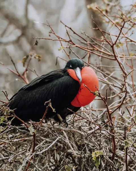 Kuzey Seymour, Galapagos, Ekvador 'da kırmızı boğaz kesesini gösteren muhteşem bir erkek frigatebird' ün yakın çekimi..