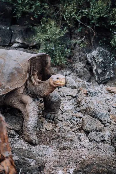 stock image A Galapagos giant tortoise feeding on vegetation in the Galapagos Islands, Ecuador