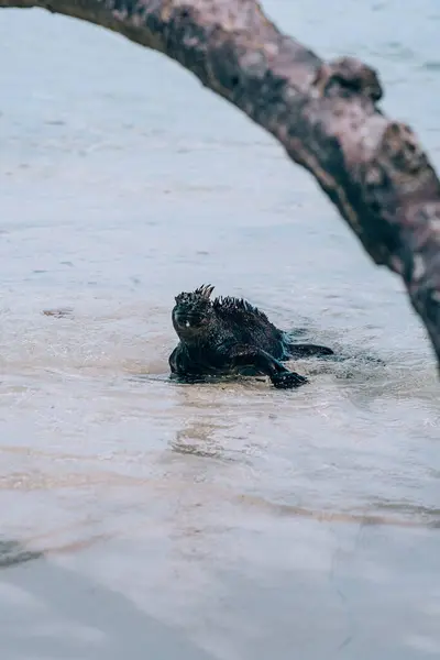 stock image Marine Iguana in Galapagos Islands, Ecuador