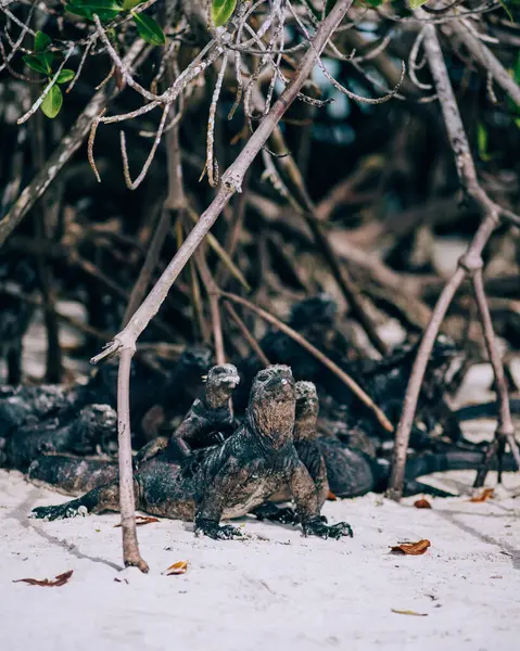 stock image Marine Iguana in Galapagos Islands, Ecuador