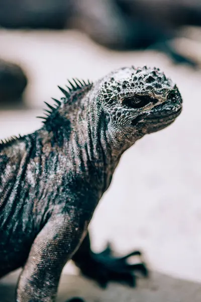 stock image Marine Iguana in Galapagos Islands, Ecuador