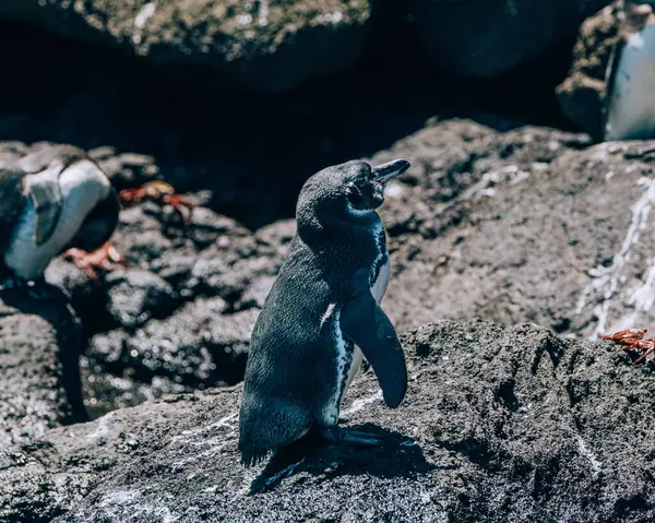 stock image Galapagos Penguin on Bartolome Island in Galapagos Islands, Ecuador
