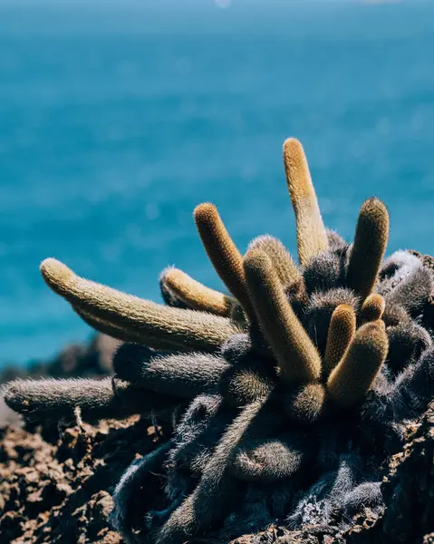 stock image Lava Cactus on Bartolome, Galapagos Islands, Endemic plant