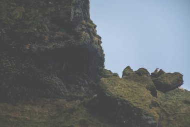 Reynisfjall, İzlanda 'nın engebeli uçurumlarına tünemiş vahşi koyunlar.