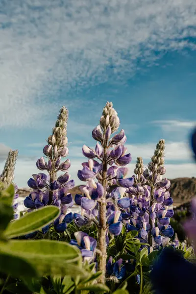 stock image Lupines in bloom at Skaftafell National Park, Iceland