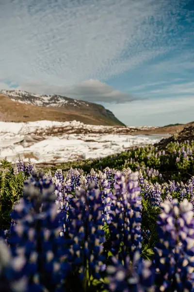 Skaftafell Ulusal Parkı, İzlanda 'da Lupinler çiçek açtı