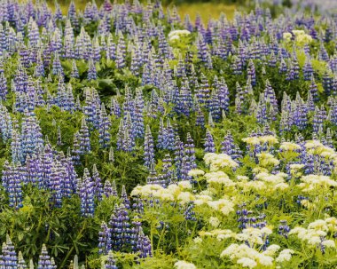 Vik, Güney İzlanda 'da hayat dolu lupinler doğanın güzelliğini gözler önüne seriyor.