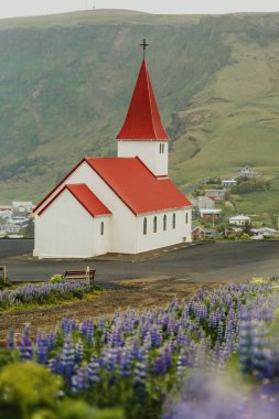 Vikurkirkja Kilisesi Lupin tarlalarına ve Reynisdrangar Vik, İzlanda 'da