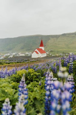 Vikurkirkja Kilisesi Lupin tarlalarına ve Reynisdrangar Vik, İzlanda 'da