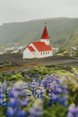 Vikurkirkja Kilisesi Lupin tarlalarına ve Reynisdrangar Vik, İzlanda 'da
