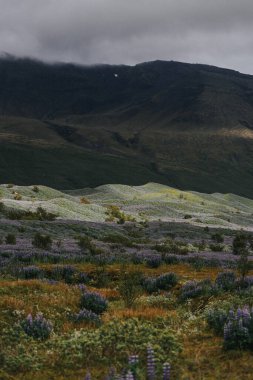 Lupine fields near Svinafellsjokull glacier in South Iceland, framed by rugged snow-covered mountains. clipart