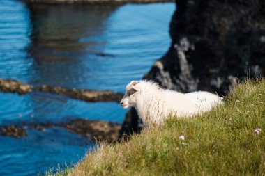 Yaz boyunca Doğu İzlanda 'da yemyeşil çimlerin üzerinde dinlenen İzlandalı koyunlar