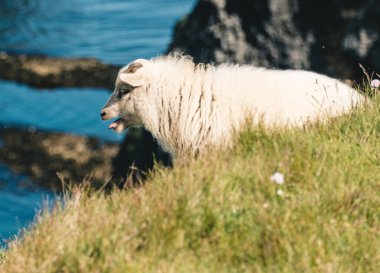 Yaz boyunca Doğu İzlanda 'da yemyeşil çimlerin üzerinde dinlenen İzlandalı koyunlar