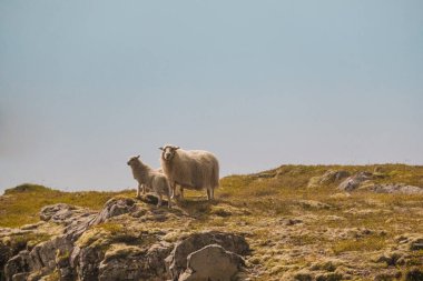 İzlanda koyunu, Doğu İzlanda 'da açık bir gökyüzünün altında kayalık bir yamaçta otluyor..
