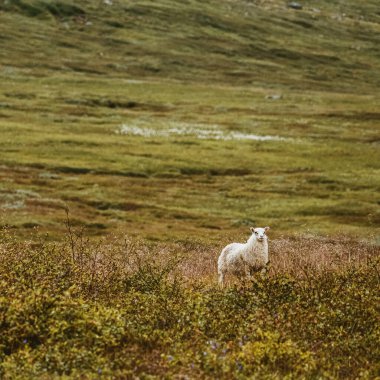 İzlanda koyunları yaz boyunca Doğu İzlanda 'da yemyeşil bir yamaçta otluyor.