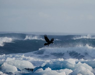 Bird in flight over glacial ice on Diamond Beach with waves in the background, South Iceland clipart