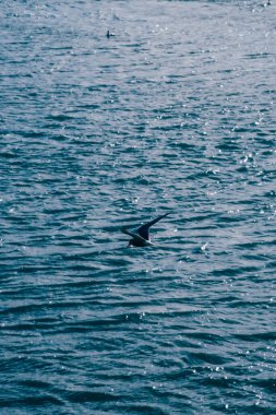 Güney İzlanda 'daki dalgalı suların üzerinde zarif bir şekilde uçan kutup deniz kabuğu.