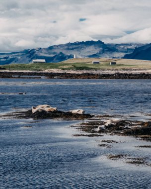 Batı İzlanda 'daki Ytri Tunga plajında deniz yosunlarıyla kaplı kayalarda dinlenen foklar..